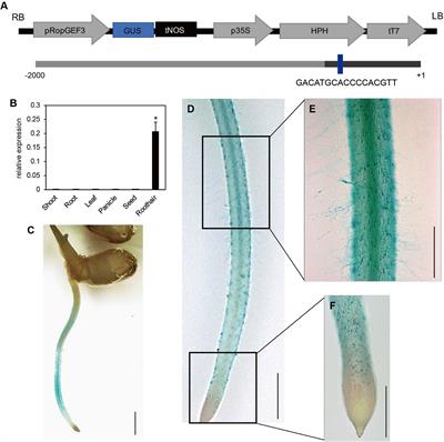 Interaction of OsRopGEF3 Protein With OsRac3 to Regulate Root Hair Elongation and Reactive Oxygen Species Formation in Rice (Oryza sativa)